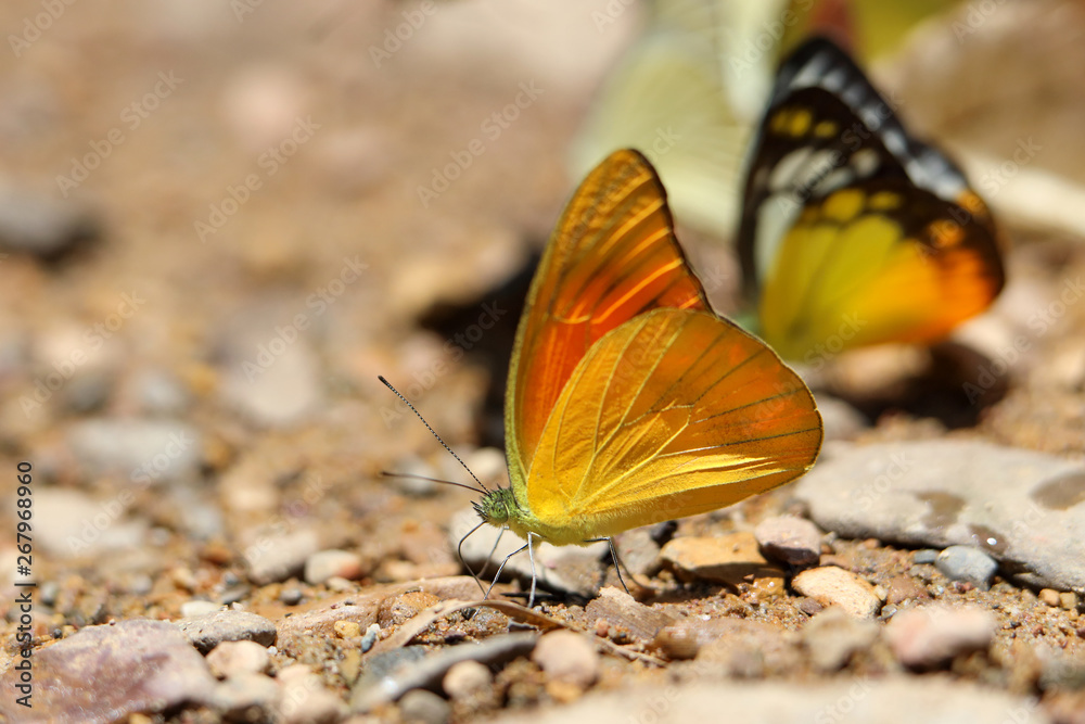 Butterflies following a series of natural Ban Krang Camp. Phetchaburi, Thailand Butterflies following a series of natural Ban Krang Camp. Phetchaburi, Thailand