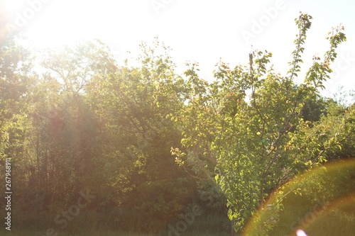 Wallpaper Mural Trees under sunrise Torontodigital.ca