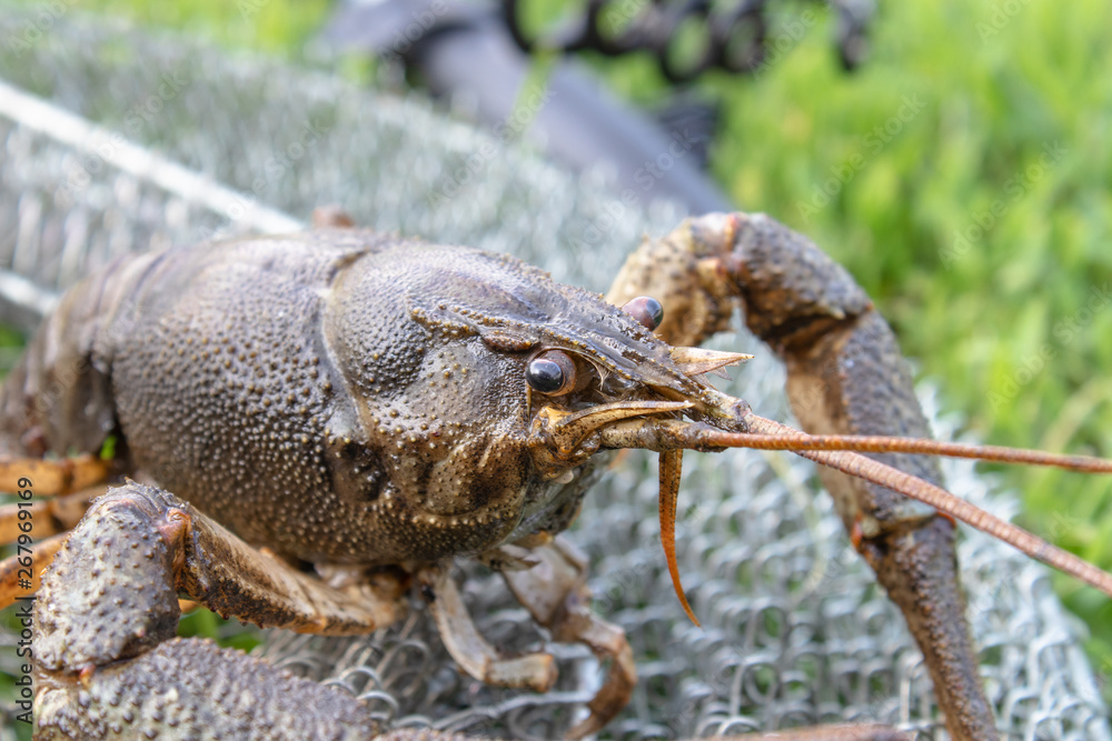 Fresh live cancer crawls on the fishing net near the fishing rod Fresh live cancer crawls on the fishing net near the fishing rod