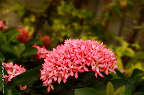 Pink ixora in full bloom