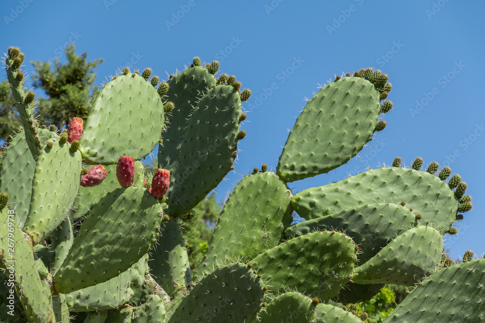 Tropical prickly pear plant, opuntia cactus or barbary fig