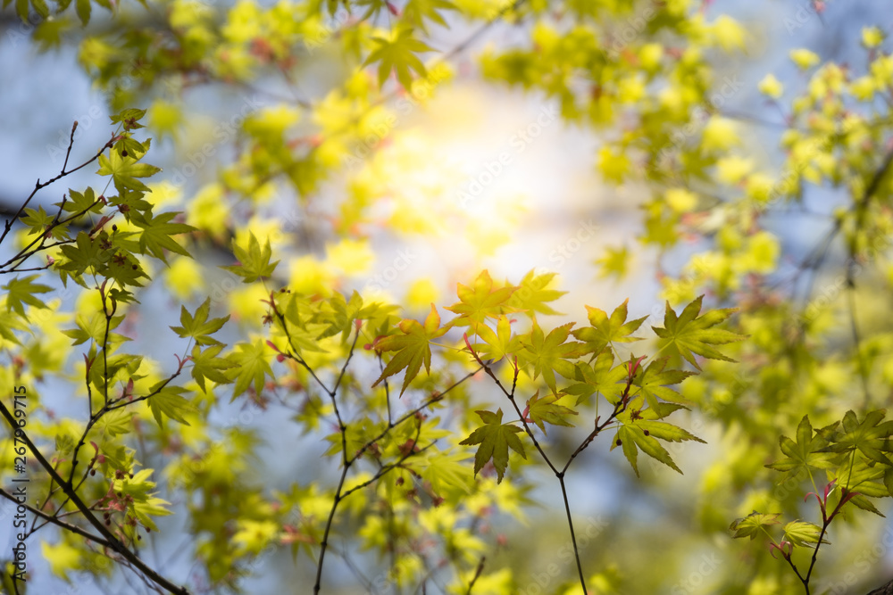 Close up beautiful view of nature little maple green leaves on blurred greenery tree background with sunlight in public garden park. It is landscape ecology and copy space for wallpaper and backdrop. Close up beautiful view of nature little maple green leaves on blurred greenery tree background with sunlight in public garden park. It is landscape ecology and copy space for wallpaper and backdrop.