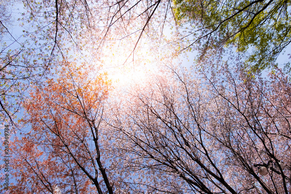 Beautiful blooming of pink sakura tree with blue sky for background and backdrop. Beautiful blooming of pink sakura tree with blue sky for background and backdrop.