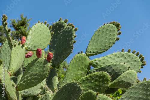 Tropical prickly pear plant  opuntia cactus or barbary fig