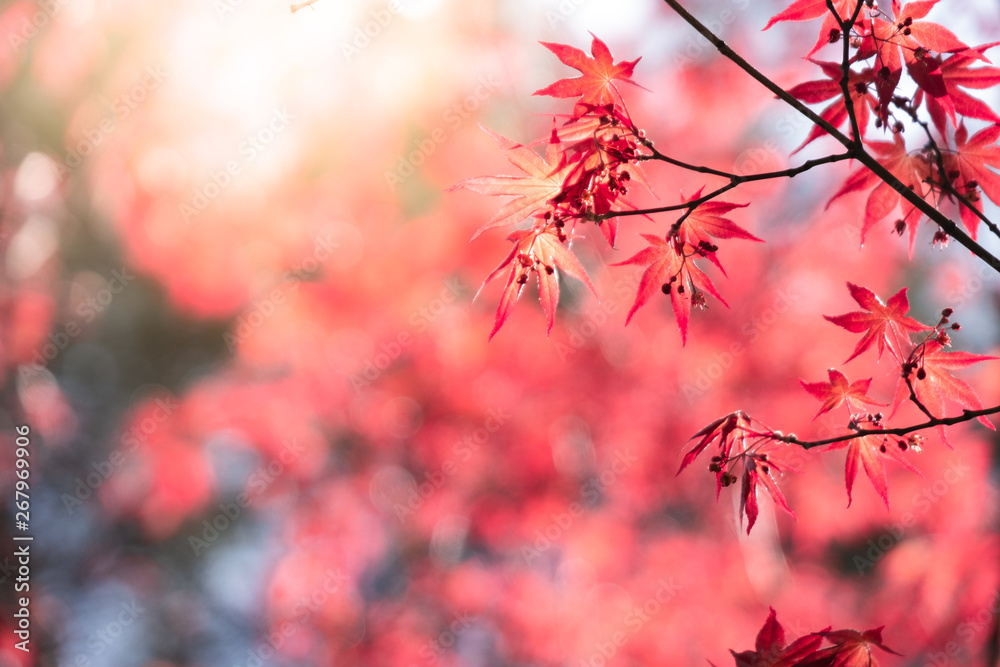 Closeup natural red maple leaf with sunlight in fall season. It is landscape ecology and copy space for wallpaper and backdrop. Closeup natural red maple leaf with sunlight in fall season. It is landscape ecology and copy space for wallpaper and backdrop.