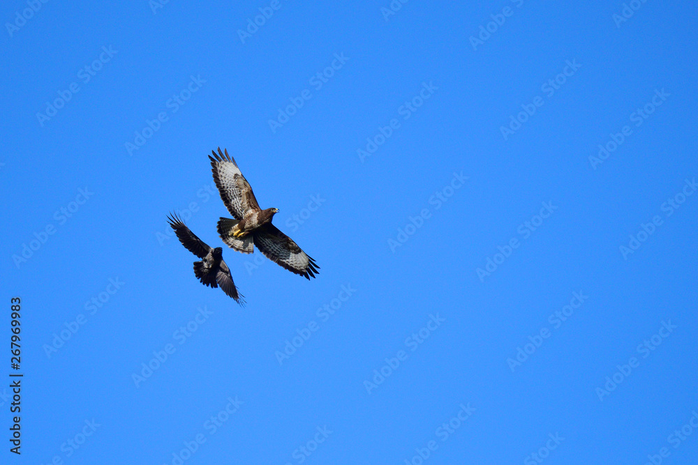 Luftkampf zwischen Mäusebussard und Nebelkrähe Luftkampf zwischen Mäusebussard und Nebelkrähe