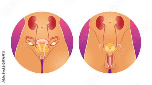 Reproductive system vector illustration. Anatomical human inner sex organ.