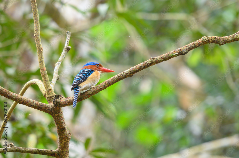 South East Asia beautiful bird, Banded Kingfisher (male) in Thailand South East Asia beautiful bird, Banded Kingfisher (male) in Thailand