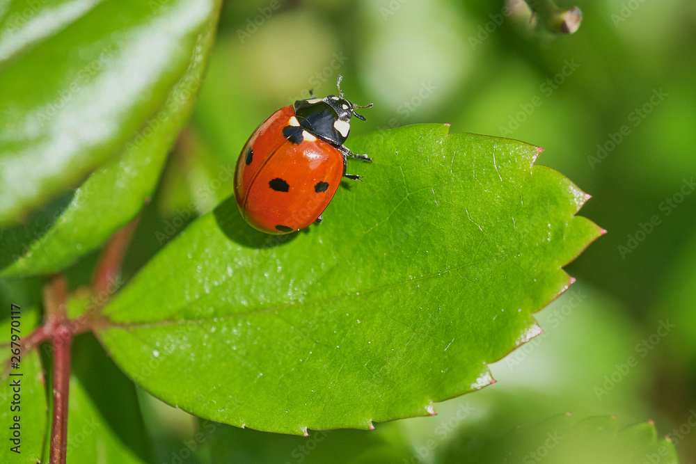 Obraz premium ladybird sitting on a green rose plant leaf, macro color picture with copy space