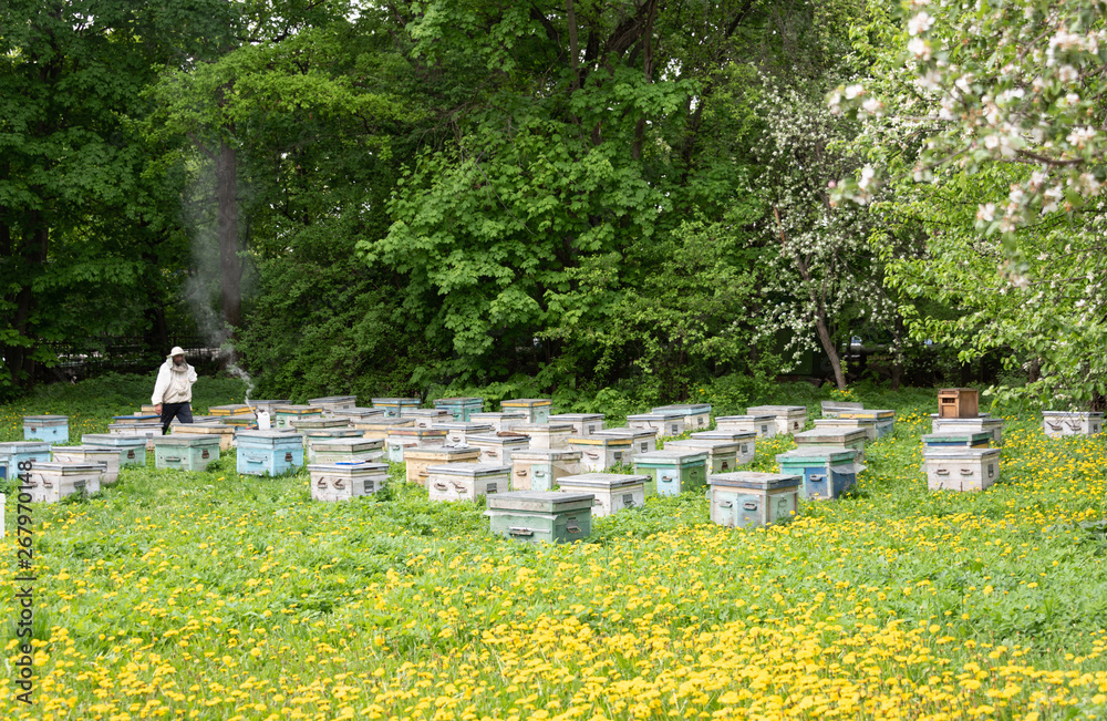 Beekeeper between bee hives. Beehives and flowering dandelions. Rustic style. Beekeeper between bee hives. Beehives and flowering dandelions. Rustic style.