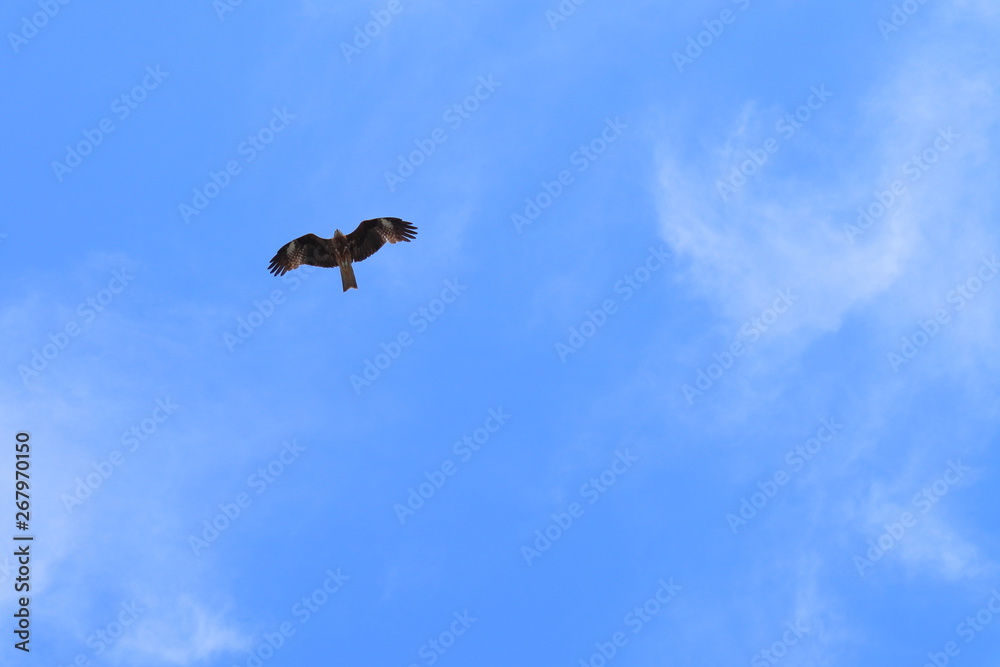 a black kite in flight