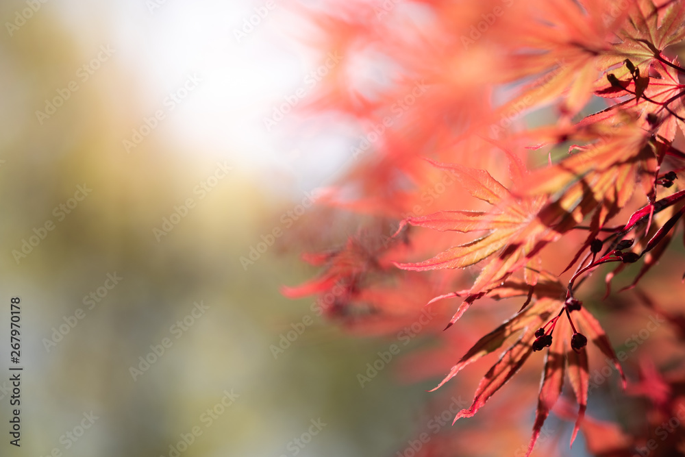 Closeup natural red maple leaf with sunlight in fall season. It is landscape ecology and copy space for wallpaper and backdrop. Closeup natural red maple leaf with sunlight in fall season. It is landscape ecology and copy space for wallpaper and backdrop.