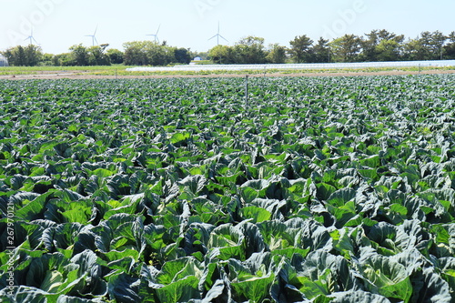 rows of cabbages in a field
