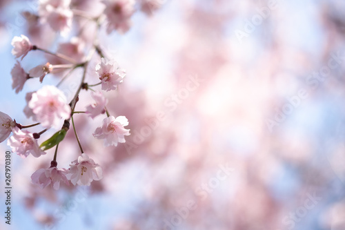 Closeup beautiful cherry blossom  or Sakura flower on nature background.-Image. © Dilok