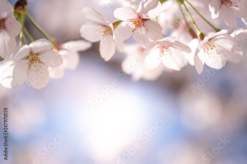 Closeup beautiful cherry blossom or Sakura flower on nature background.-Image.