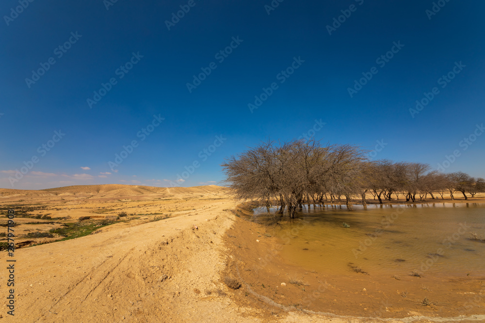 Trees in the water and hills in the background in the desert Trees in the water and hills in the background in the desert