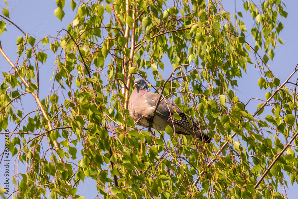 Obraz premium Beautiful gray dove on birch