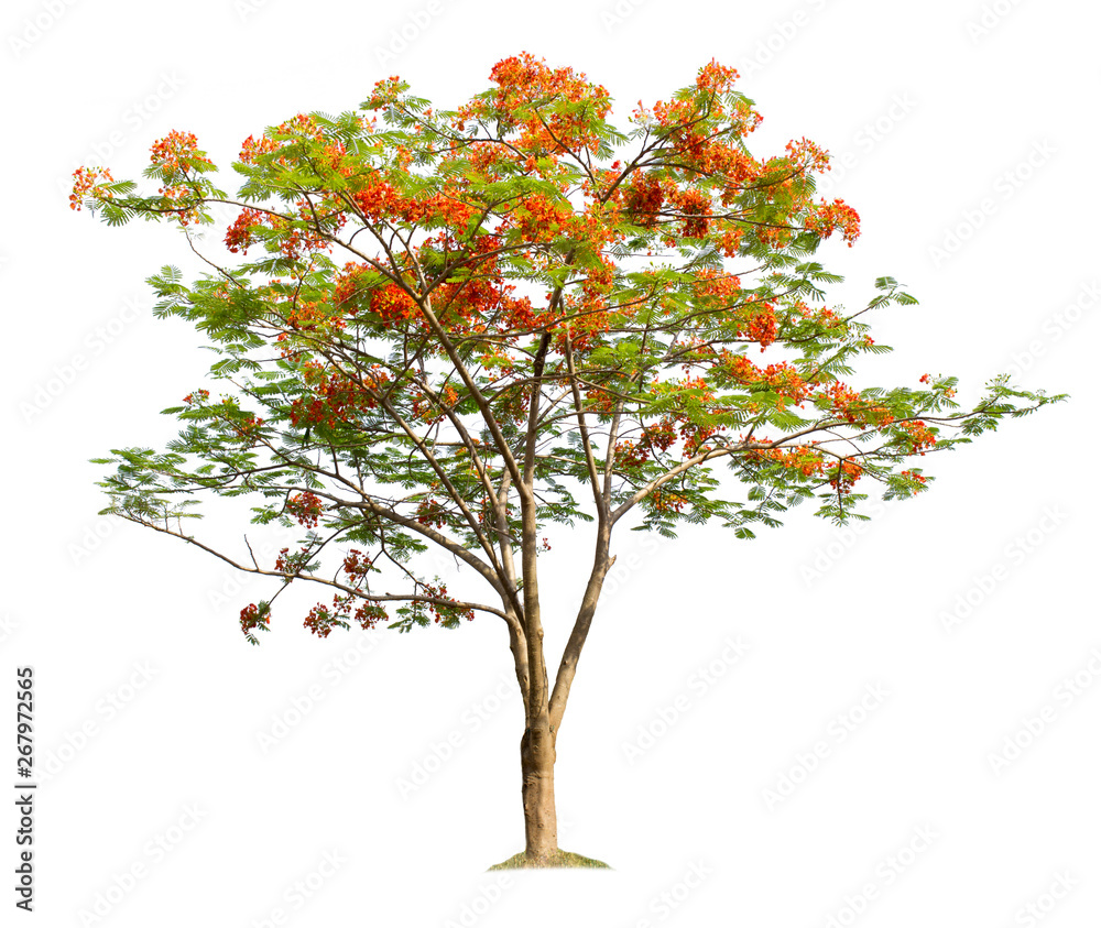 tree isolated on white background with clipping paths