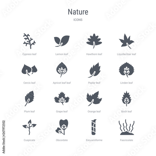 set of 16 vector icons such as fasciculate, escuamiforme, obcordate, cuspicate, birch leaf, orange leaf, grape leaf, plum from nature concept. can be used for web, logo, ui\u002fux