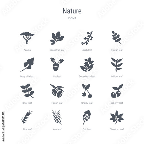 set of 16 vector icons such as chestnut leaf  oak leaf  yew leaf  pine bilberry cherry pecan briar from nature concept. can be used for web  logo  ui u002fux