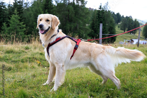cane golder retriever