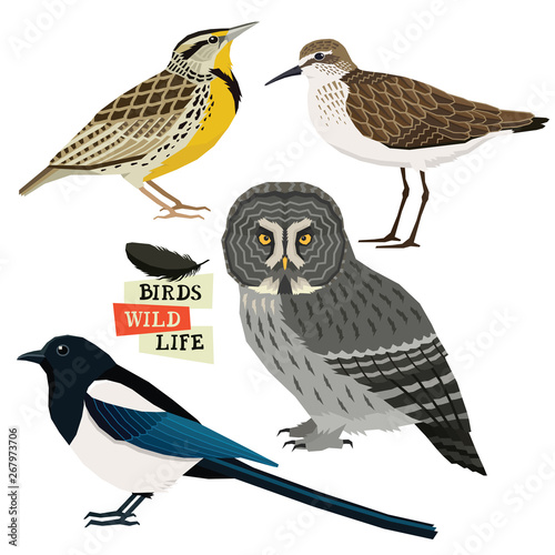 Magpie, Great grey owl, Sandpiper, Western meadowlark Birds collection Vector illustration Isolated objects