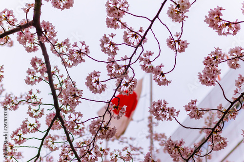 Flag of Japan through sakura trees photo