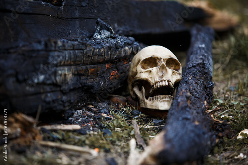 Human skull among the coals in the ashes of the fire. A copy of a human skull on ashes close-up for Halloween. Problems of ecology  death and rebirth