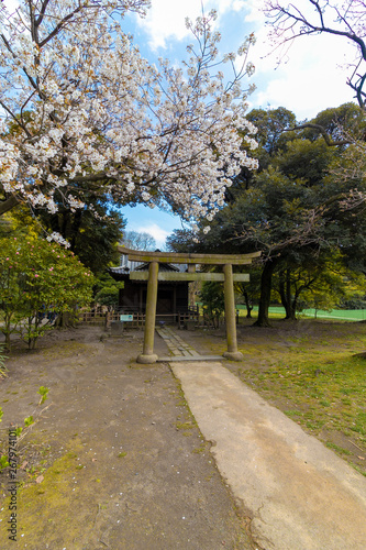 Torii gate and cherry blossoms