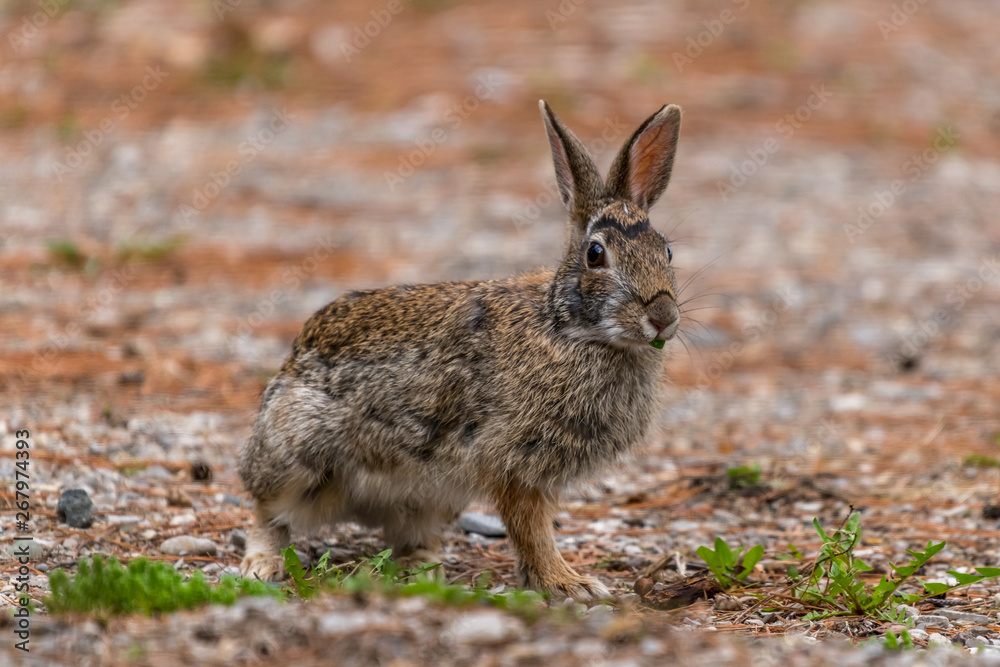Fototapeta premium Eastern Cottontail Rabbit (Sylvilagus floridanus)