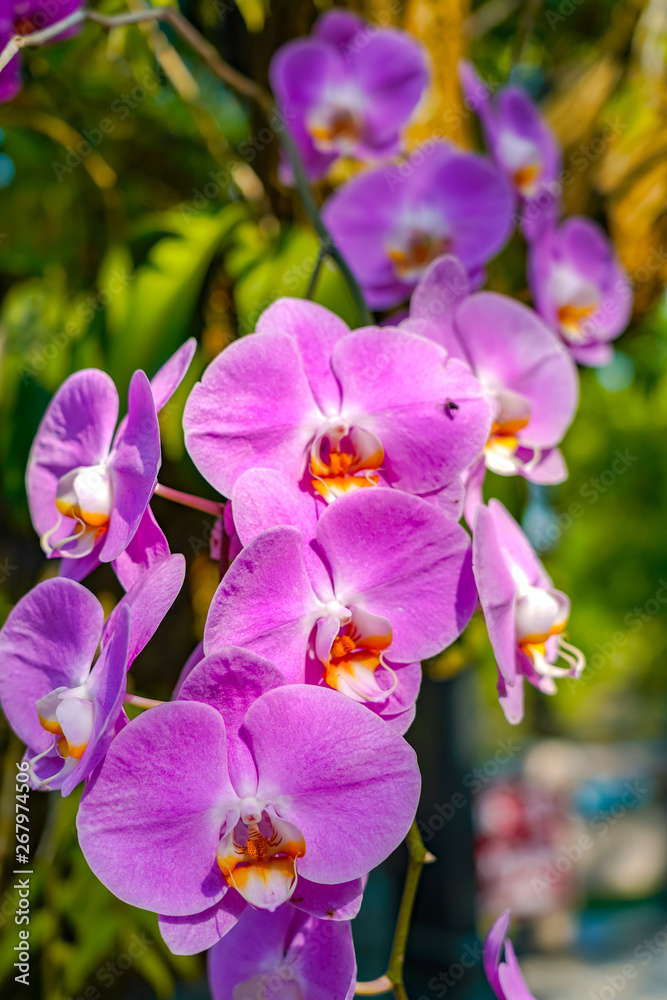 Phalaenopsis Orchid flower in garden at spring day for postcard beauty and agriculture idea concept design. Phalaenopsis Orchid flower in garden at spring day for postcard beauty and agriculture idea concept design.