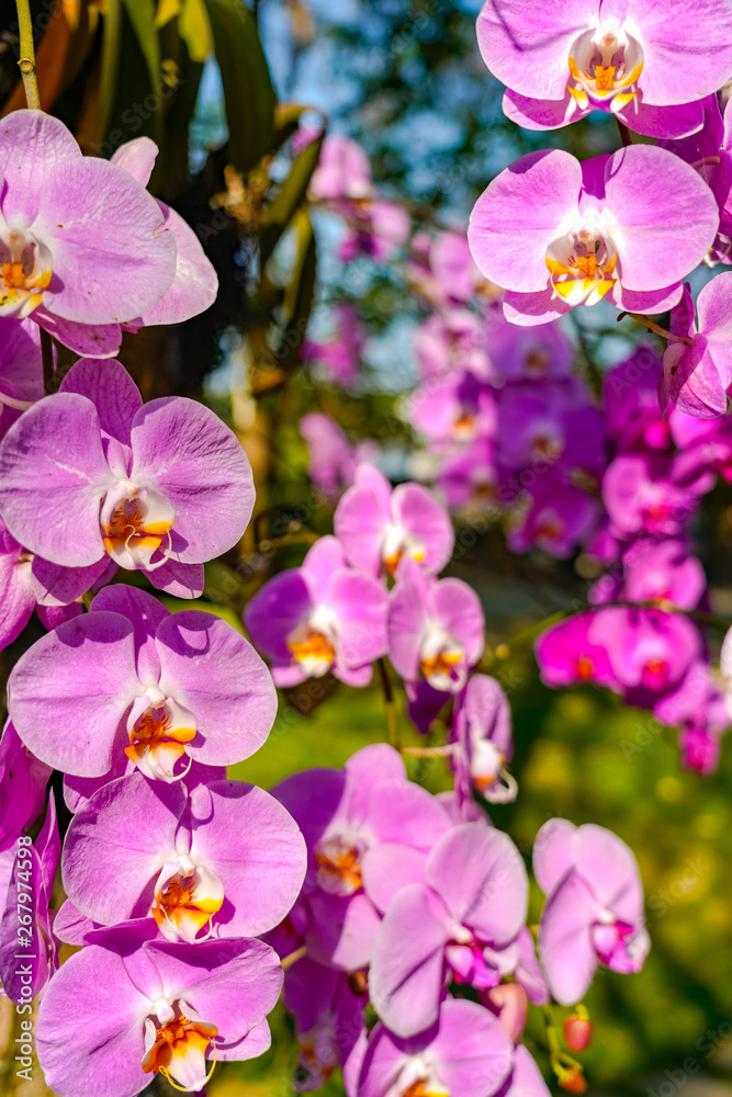 Phalaenopsis Orchid flower in garden at spring day for postcard beauty and agriculture idea concept design. Phalaenopsis Orchid flower in garden at spring day for postcard beauty and agriculture idea concept design.