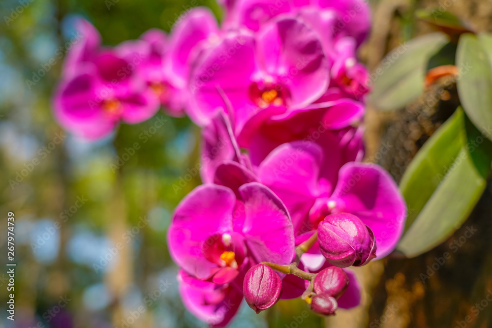Phalaenopsis Orchid flower in garden at spring day for postcard beauty and agriculture idea concept design.