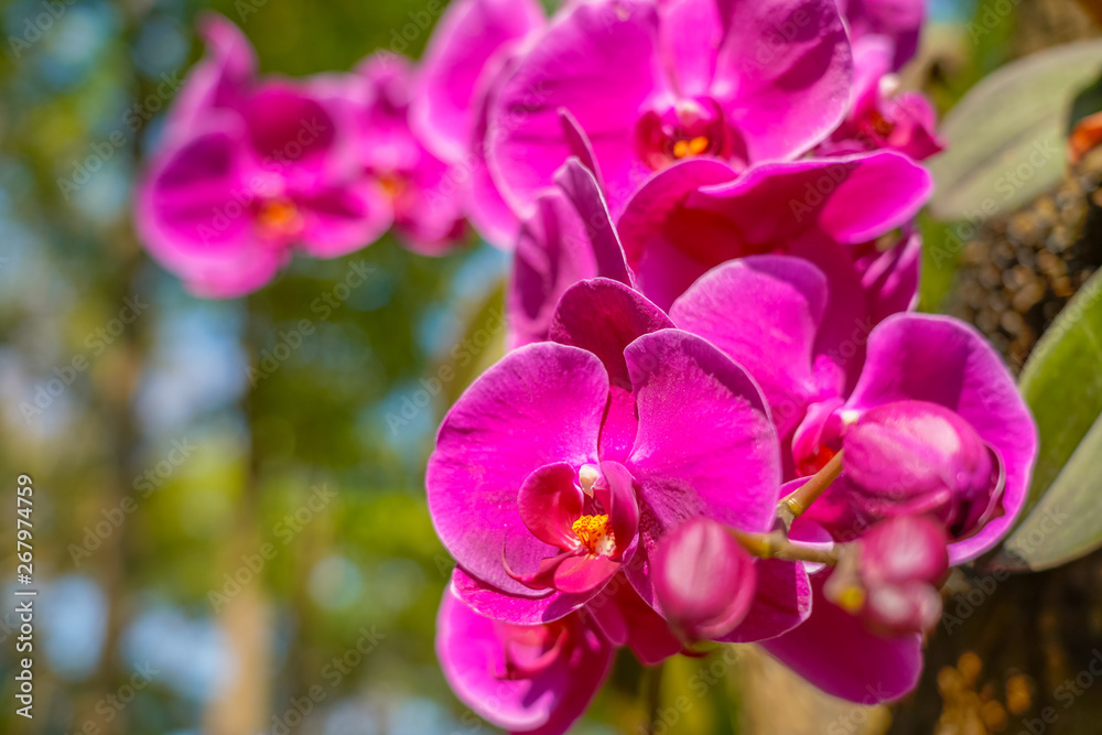 Phalaenopsis Orchid flower in garden at spring day for postcard beauty and agriculture idea concept design. Phalaenopsis Orchid flower in garden at spring day for postcard beauty and agriculture idea concept design.