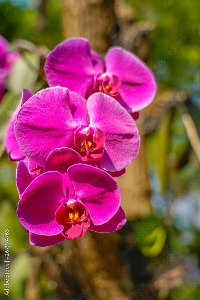 Phalaenopsis Orchid flower in garden at spring day for postcard beauty and agriculture idea concept design. Phalaenopsis Orchid flower in garden at spring day for postcard beauty and agriculture idea concept design.