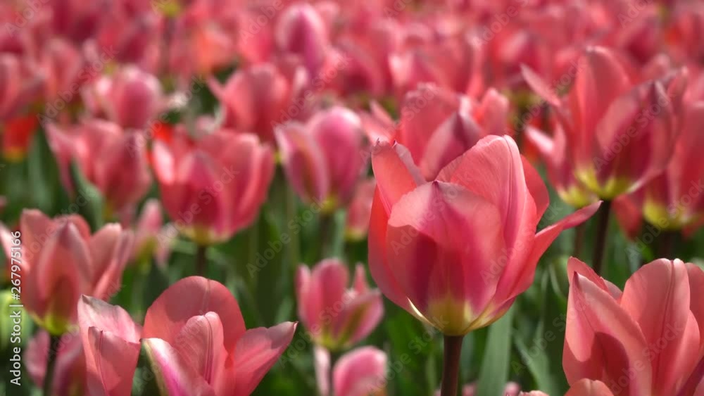 All pink tulips at the 20219 Ottawa Tulip Festival. All pink tulips at the 20219 Ottawa Tulip Festival.