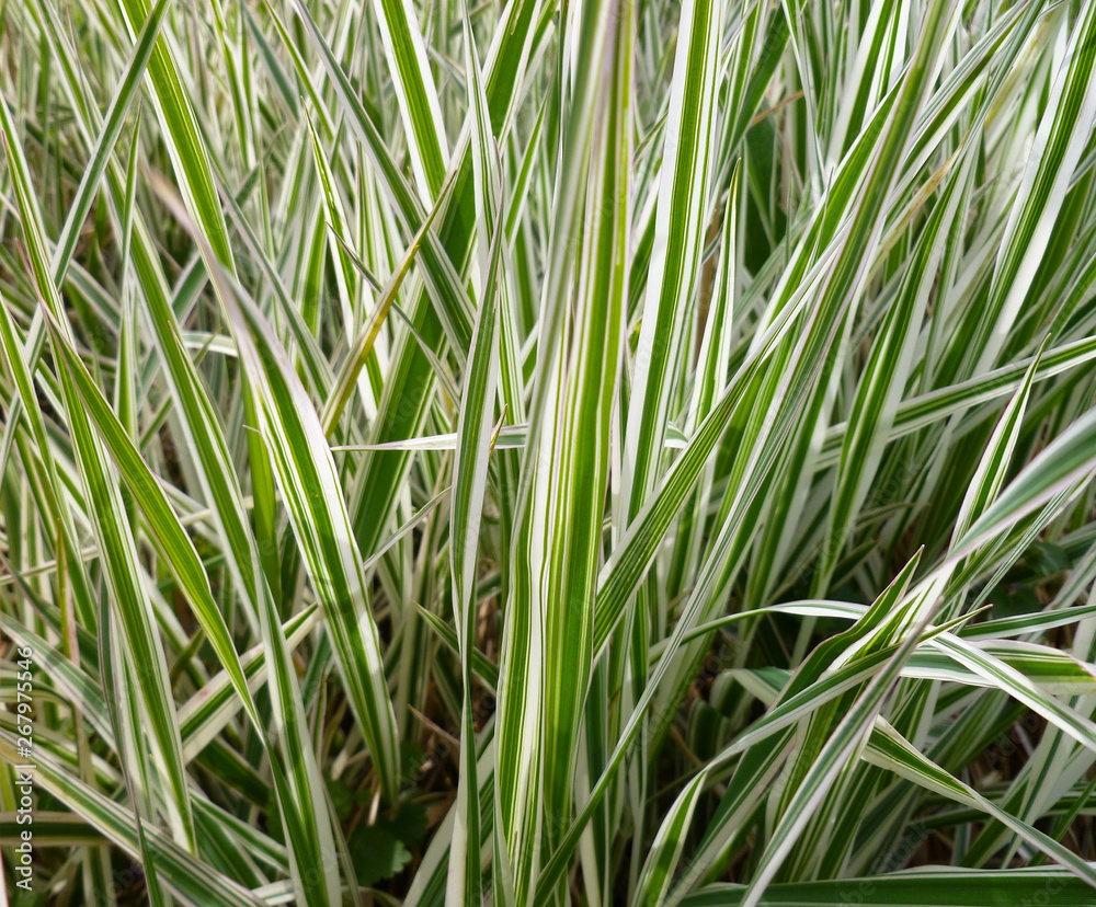Striped green grass Variegated Sedge 'Ice Dance' (Carex morrowii, foliosissima) with dew drops. Decorative long grass, evergreen sedge with white and green striped foliage. Striped green grass Variegated Sedge 'Ice Dance' (Carex morrowii, foliosissima) with dew drops. Decorative long grass, evergreen sedge with white and green striped foliage.