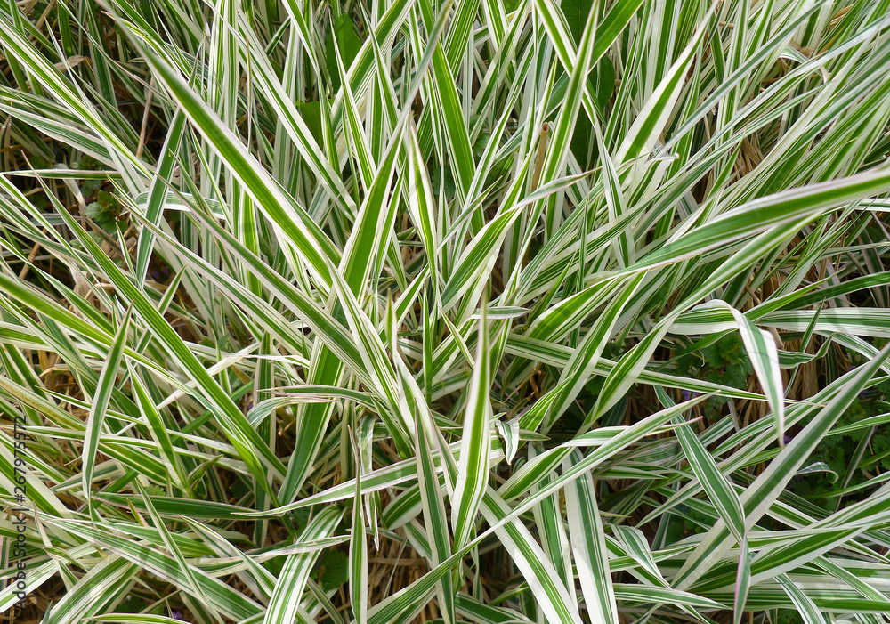 Striped green grass Variegated Sedge 'Ice Dance' (Carex morrowii, foliosissima) with dew drops. Decorative long grass, evergreen sedge with white and green striped foliage. Striped green grass Variegated Sedge 'Ice Dance' (Carex morrowii, foliosissima) with dew drops. Decorative long grass, evergreen sedge with white and green striped foliage.