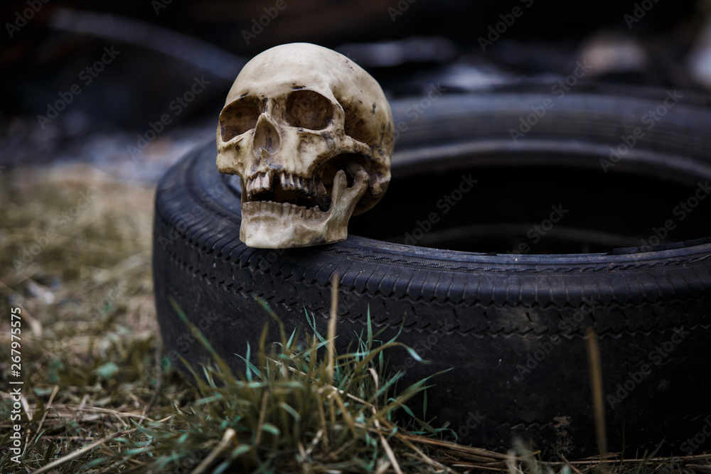 A human skull on a used car tire. Problems of ecology and environmental pollution. A copy of a human skull on a tire close-up for Halloween. A human skull on a used car tire. Problems of ecology and environmental pollution. A copy of a human skull on a tire close-up for Halloween.