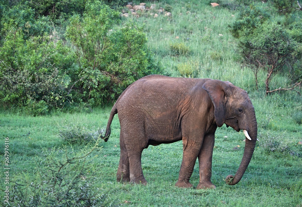 Elephant in wild park in Johannesburg South Africa