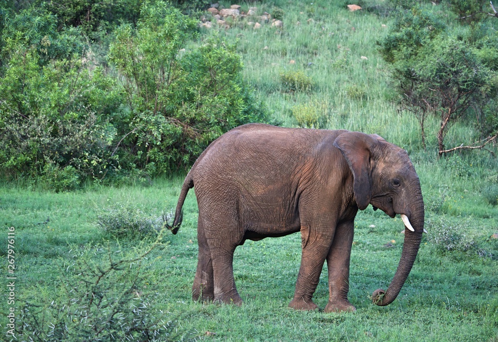 Obraz premium Elephant in wild park in Johannesburg South Africa