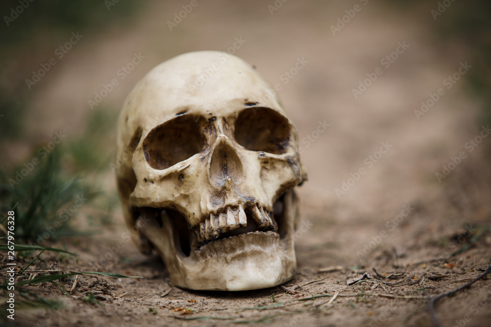 Human skull on a dirt road. A copy of a human skull on earth close-up for Halloween. Human skull on a dirt road. A copy of a human skull on earth close-up for Halloween.