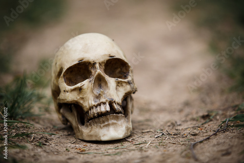 Human skull on a dirt road. A copy of a human skull on earth close-up for Halloween.