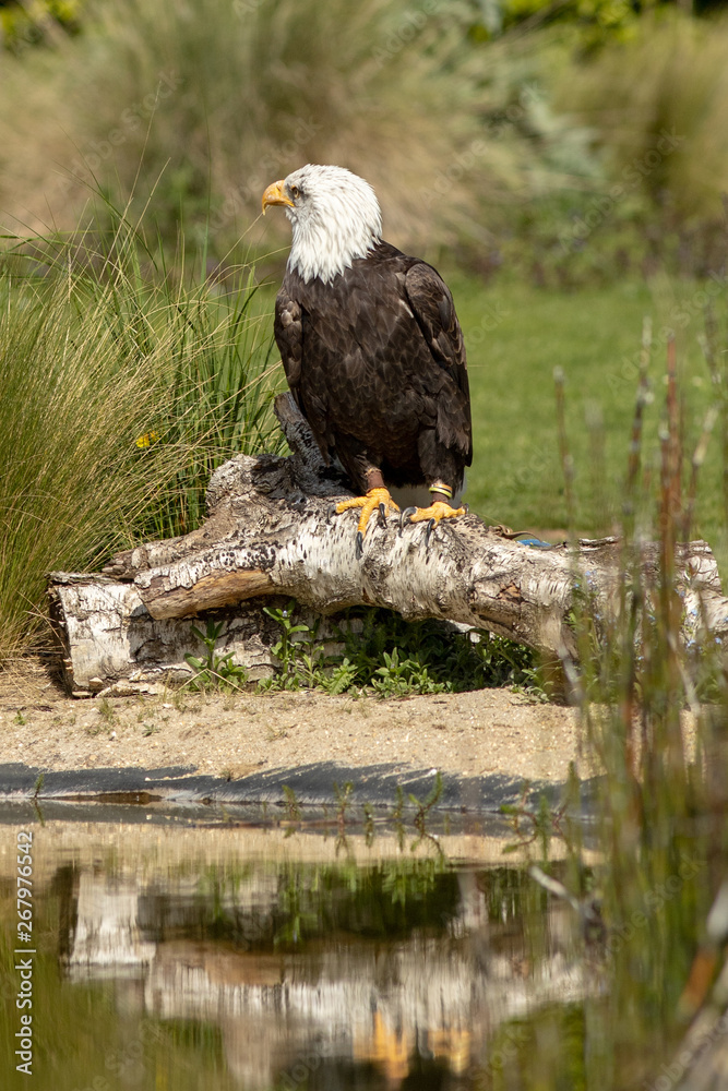 Obraz premium North American bald eagle. Perched on a log at waterside.