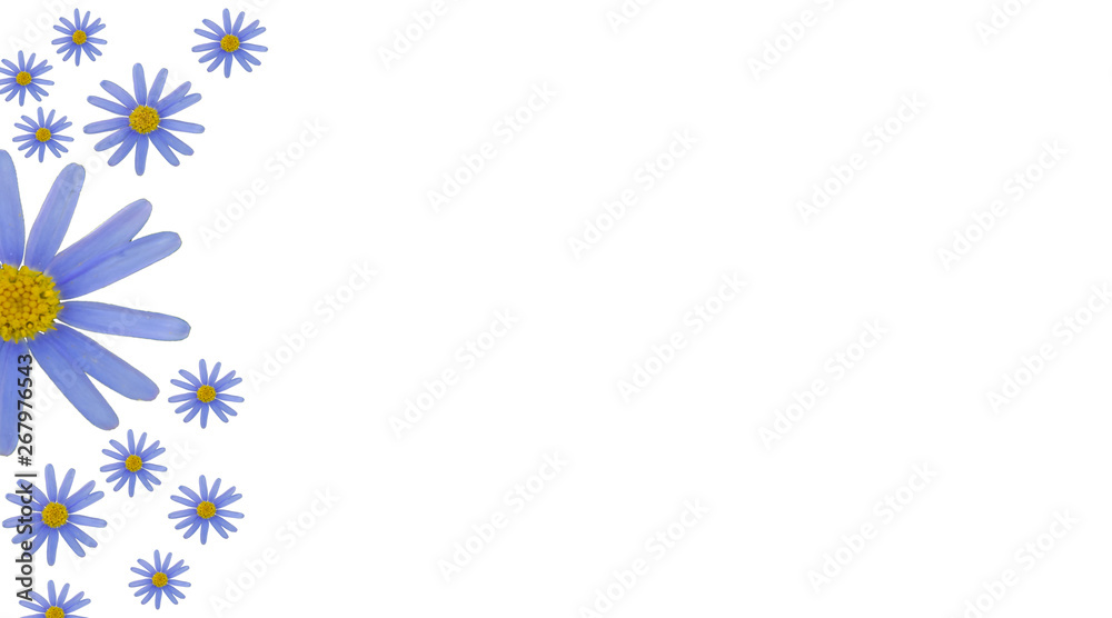 Obraz premium spring background. trimmed real flower. blue daisy pattern