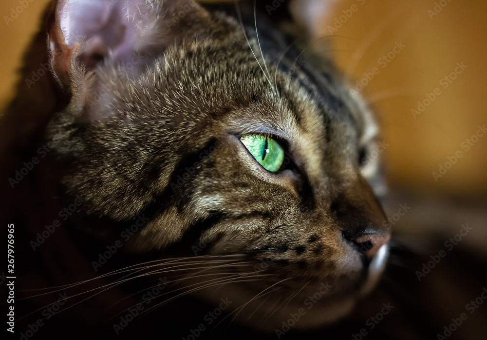 Beautiful Bengal cat with green eyes. Like a tiger.