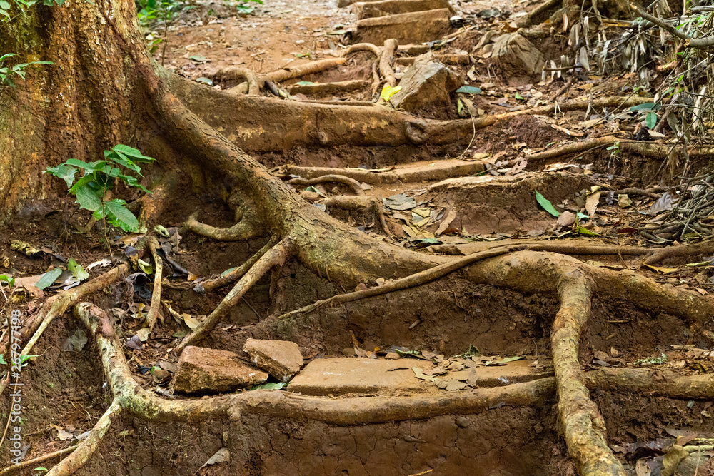 tree roots green forest stairway limestone stairs tree roots green forest stairway limestone stairs