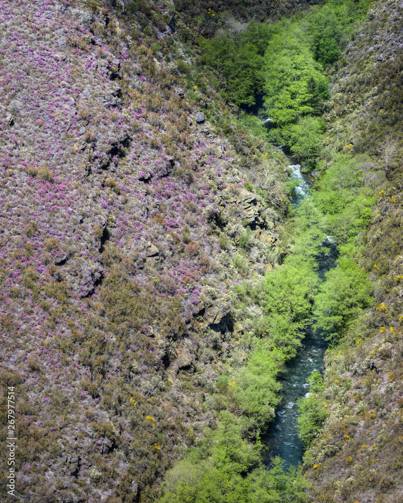 A river runs under a slope covered with purple heather A river runs under a slope covered with purple heather