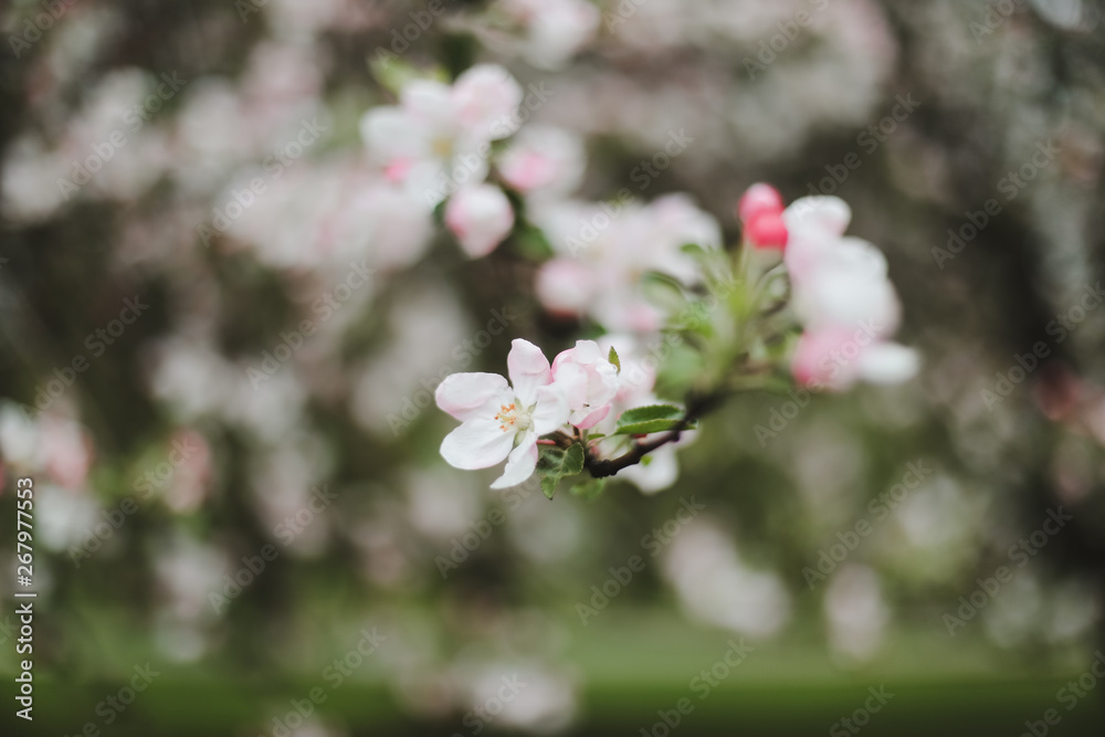 Blossoming of cherry flowers with green leaves. Branches of a tree in spring season. Wallpaper, spring background