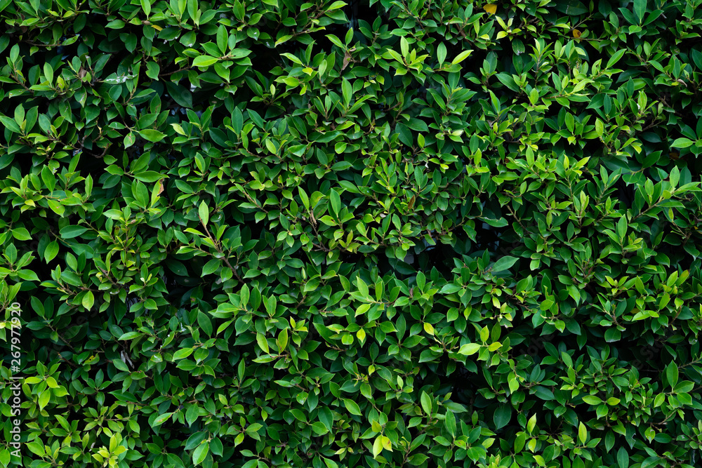 Green Leaves background or the naturally walls texture Ideal for use in the design fairly. - obrazy, fototapety, plakaty 
